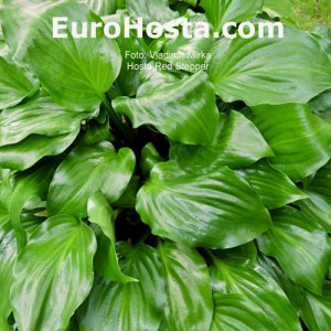 Hosta Red Stepper