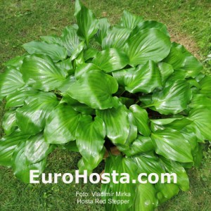 Hosta Red Stepper