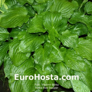 Hosta Red Stepper