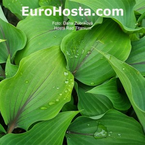 Hosta Red Titanium