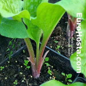 Hosta Redback Tawern