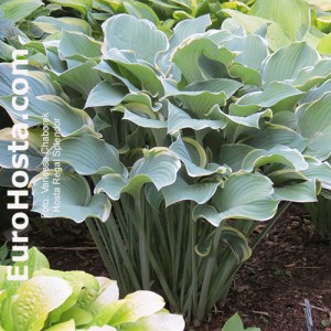 Hosta Regal Splendor - Eurohosta