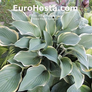 Hosta Regal Splendor - Eurohosta