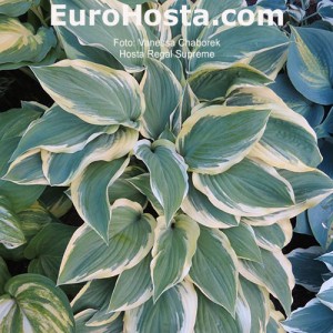 Hosta Regal Supreme - Eurohosta