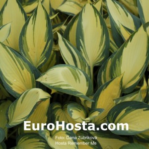 Hosta Remember Me - Eurohosta