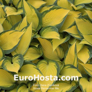 Hosta Remember Me - Eurohosta