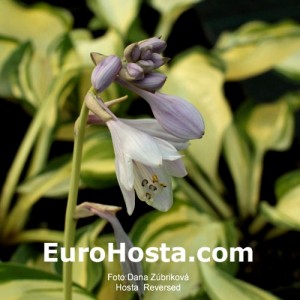 Hosta Reversed - Eurohosta