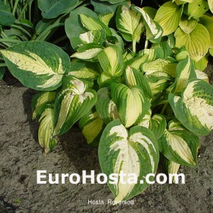 Hosta Reversed - Eurohosta