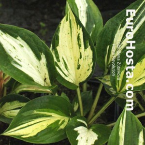 Hosta Revolution - Eurohosta