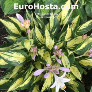 Hosta Revolution - Eurohosta