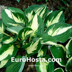 Hosta Revolution - Eurohosta