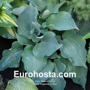 Hosta Rhapsody In Blue