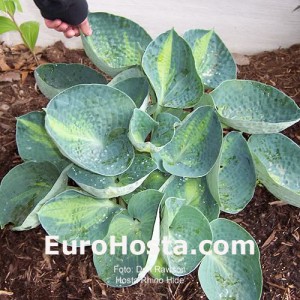 Hosta Rhino Hide - Eurohosta