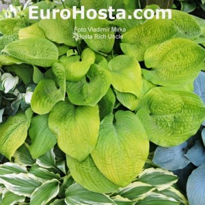 Hosta Rich Uncle