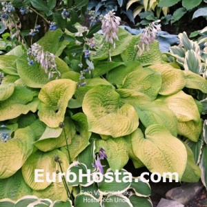 Hosta Rich Uncle