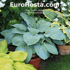 Hosta Richmond Blue