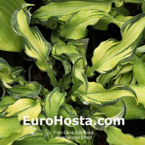 Hosta Ripple Effect - Eurohosta