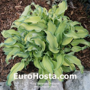 Hosta Ripple Effect - Eurohosta