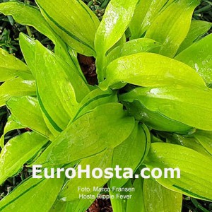 Bohyška Hosta Ripple Fever | EUROHOSTA