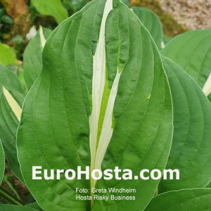 Hosta Risky Business - Eurohosta