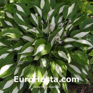 Hosta Risky Business - Eurohosta