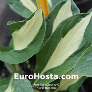 Hosta Risky Business - Eurohosta