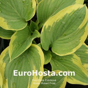 Hosta Robert Frost - Eurohosta