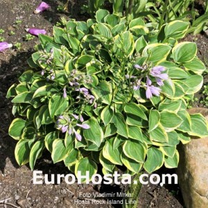 Hosta Rock Island Line