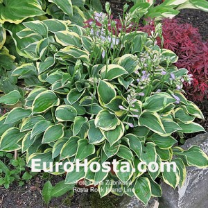 Hosta Rock Island Line