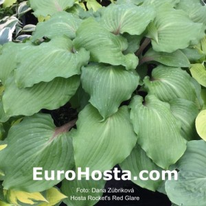 Hosta Rocket's Red Glare - Eurohosta