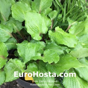 Hosta Rocket's Red Glare - Eurohosta