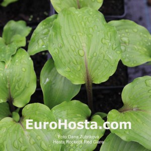 Hosta Rocket's Red Glare - Eurohosta