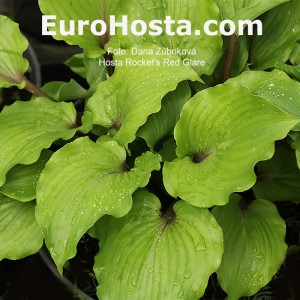 Hosta Rocket's Red Glare