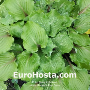 Hosta Rocket's Red Glare