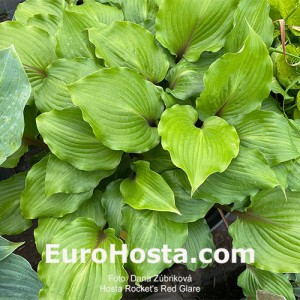 Hosta Rocket's Red Glare