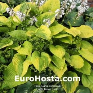 Hosta Royal Flush - Eurohosta