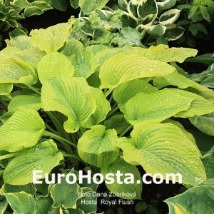 Hosta Royal Flush - Eurohosta