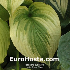 Hosta Royal Flush - Eurohosta