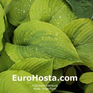 Hosta Royal Flush - Eurohosta