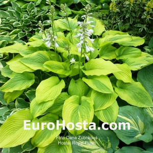 Hosta Royal Flush - Eurohosta