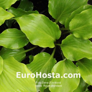 Hosta Royal Standard - Eurohosta