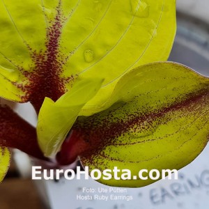 hosta Ruby Earrings