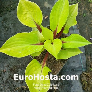 hosta Ruby Earrings