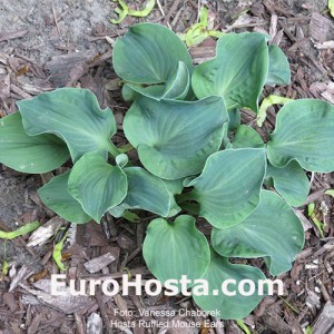 Hosta 'Ruffled Mouse Ears' - Eurohosta