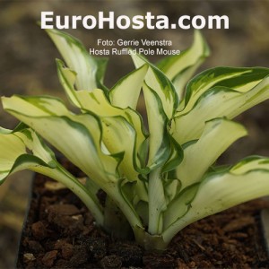 Hosta Ruffled Pole Mouse