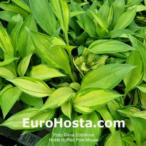 Hosta Ruffled Pole Mouse