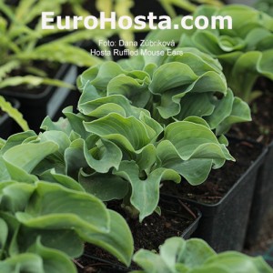 Hosta 'Ruffled Mouse Ears' - Eurohosta