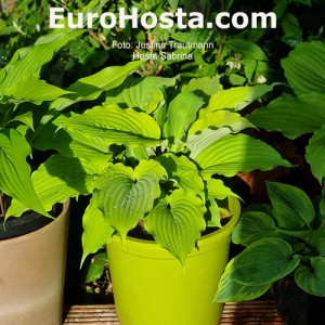 Hosta Sabrina