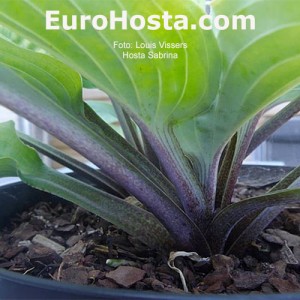 Hosta Sabrina