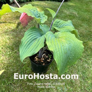 Hosta Sabrina